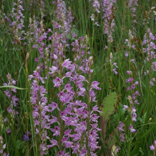 Dactylorhiza iberica